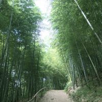 맹종죽1
